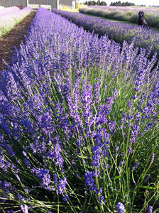 Cotswold Lavender Health Products